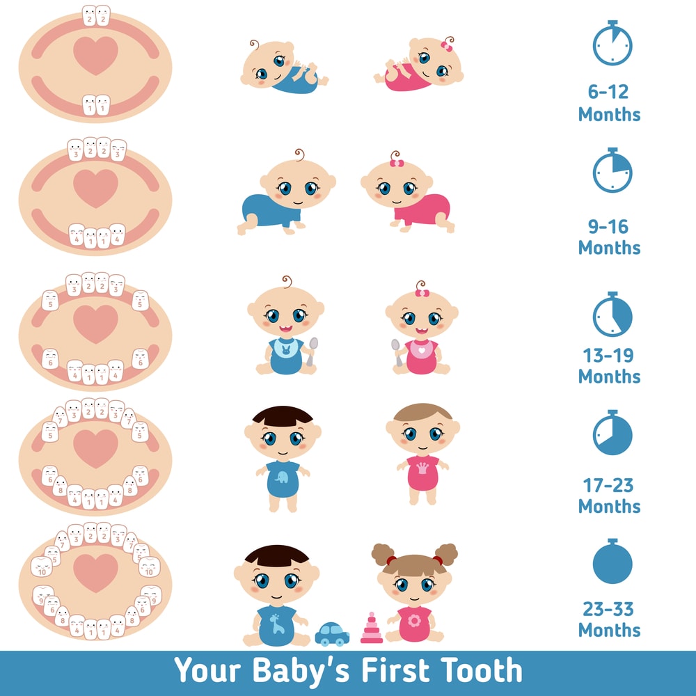 Baby Teething Signs, Teething chart