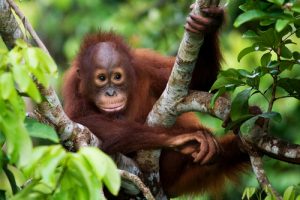 orangutang