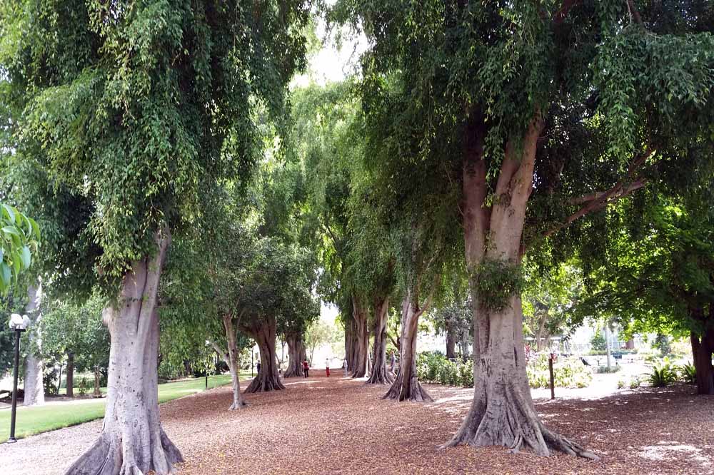 Fig Trees at The Gardens in Brisbane City