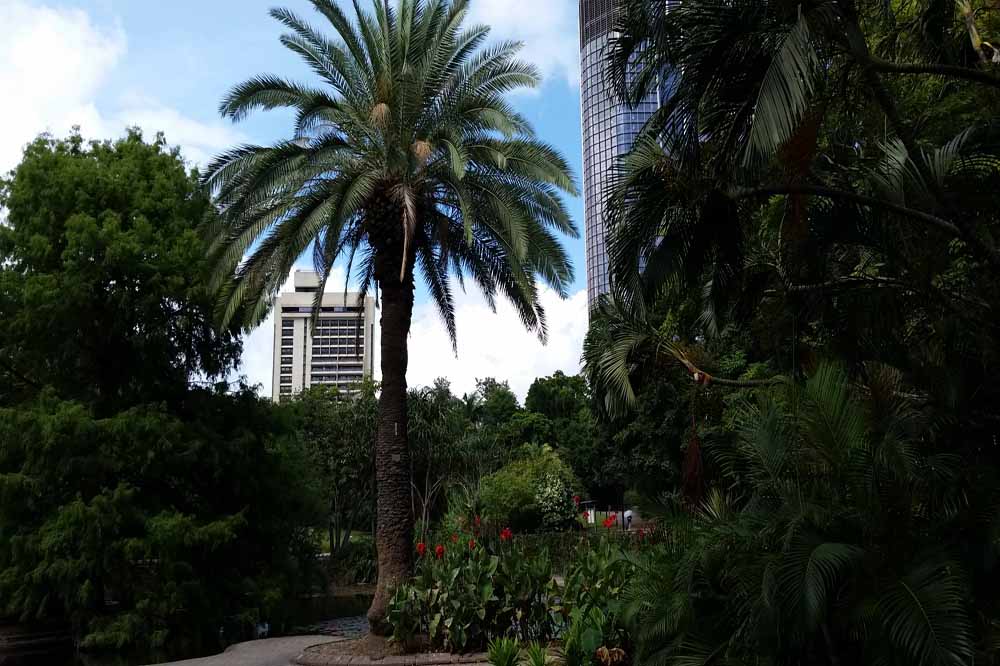 City Scape from the Brisbane City Botanical Gardens