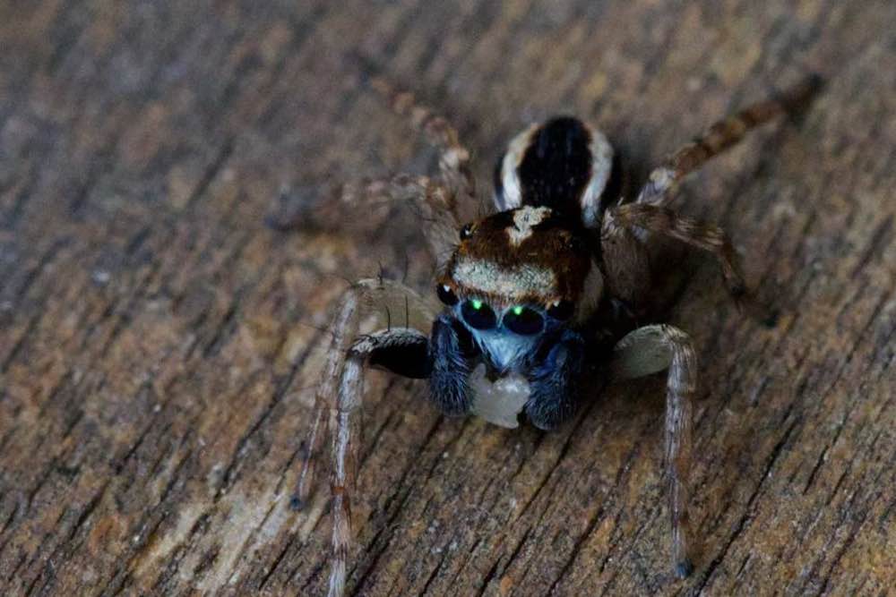 Jotus Spider Australia